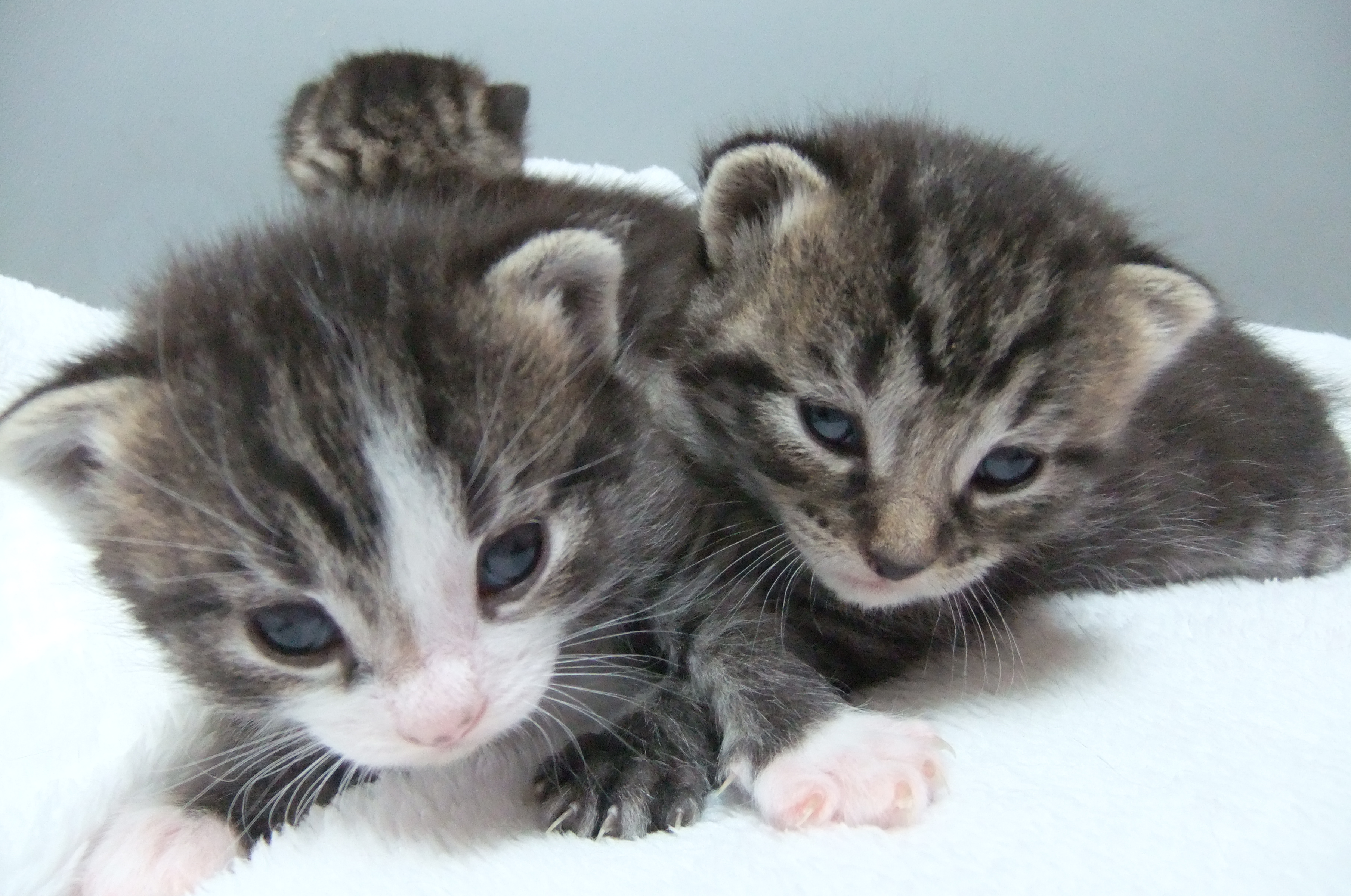 Informatie over kittens Dierenasiel Walcheren